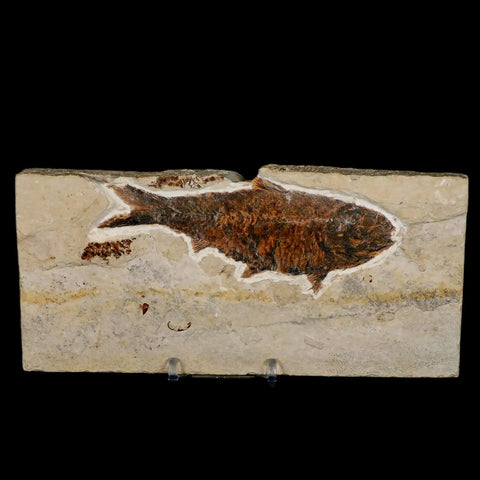 XXL 4.5" Knightia Eocaena Fossil Fish Green River FM WY Eocene Age COA & Stand - Fossil Age Minerals