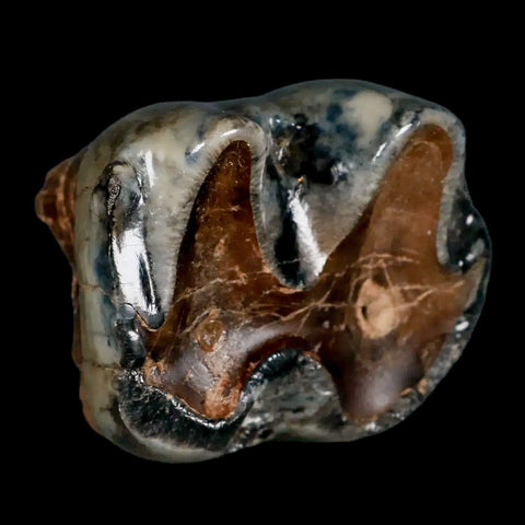 2.2" Rare Deinotherium Giganteum Fossil Tooth Miocene Deinothere Gracanica Bosnia - Fossil Age Minerals