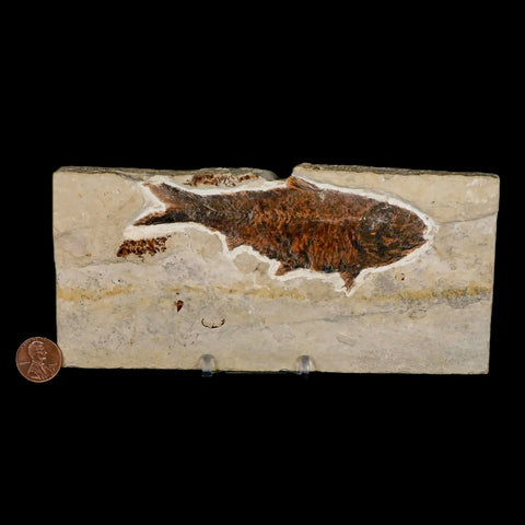 XXL 4.5" Knightia Eocaena Fossil Fish Green River FM WY Eocene Age COA & Stand - Fossil Age Minerals