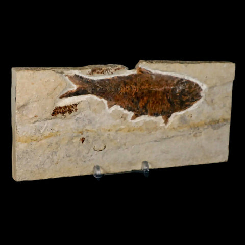 XXL 4.5" Knightia Eocaena Fossil Fish Green River FM WY Eocene Age COA & Stand - Fossil Age Minerals