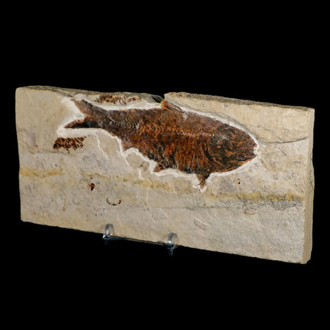 XXL 4.5" Knightia Eocaena Fossil Fish Green River FM WY Eocene Age COA & Stand - Fossil Age Minerals