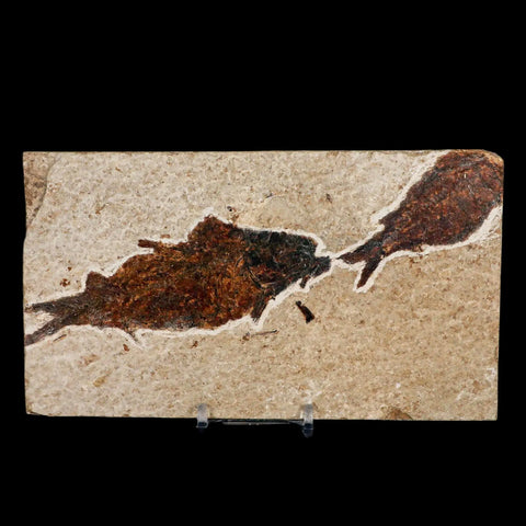 XXL 4.5" Knightia Eocaena Fossil Fish Green River FM WY Eocene Age COA & Stand - Fossil Age Minerals