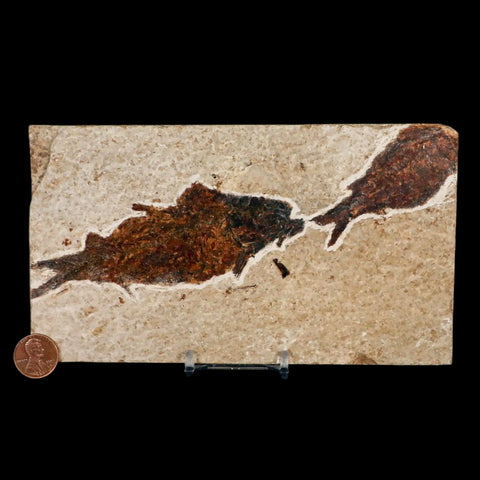 XXL 4.5" Knightia Eocaena Fossil Fish Green River FM WY Eocene Age COA & Stand - Fossil Age Minerals