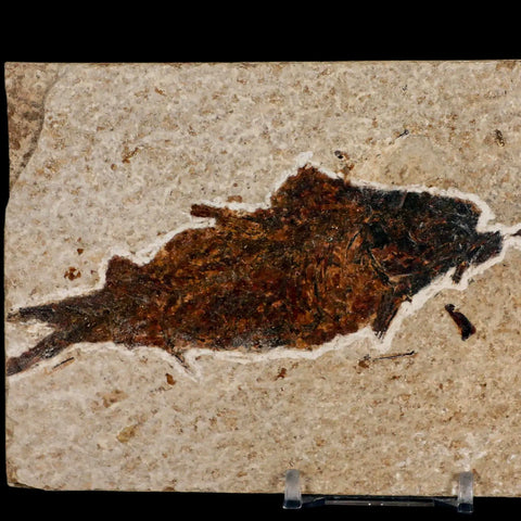 XXL 4.5" Knightia Eocaena Fossil Fish Green River FM WY Eocene Age COA & Stand - Fossil Age Minerals