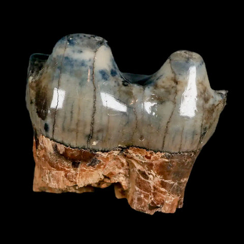 2.2" Rare Deinotherium Giganteum Fossil Tooth Miocene Deinothere Gracanica Bosnia - Fossil Age Minerals