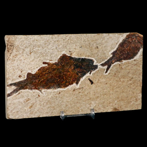 XXL 4.5" Knightia Eocaena Fossil Fish Green River FM WY Eocene Age COA & Stand - Fossil Age Minerals