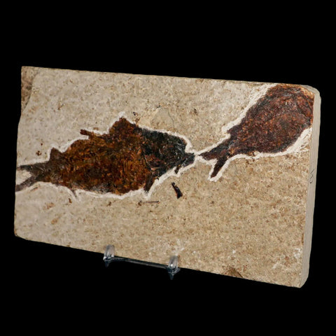 XXL 4.5" Knightia Eocaena Fossil Fish Green River FM WY Eocene Age COA & Stand - Fossil Age Minerals