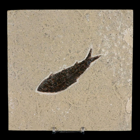 XL 3.9" Knightia Eocaena Fossil Fish Green River FM WY Eocene Age COA & Stand - Fossil Age Minerals