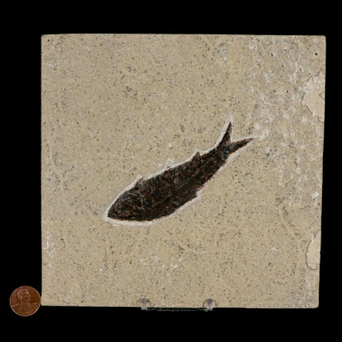 XL 3.9" Knightia Eocaena Fossil Fish Green River FM WY Eocene Age COA & Stand - Fossil Age Minerals