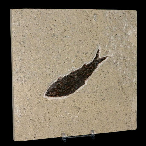 XL 3.9" Knightia Eocaena Fossil Fish Green River FM WY Eocene Age COA & Stand - Fossil Age Minerals