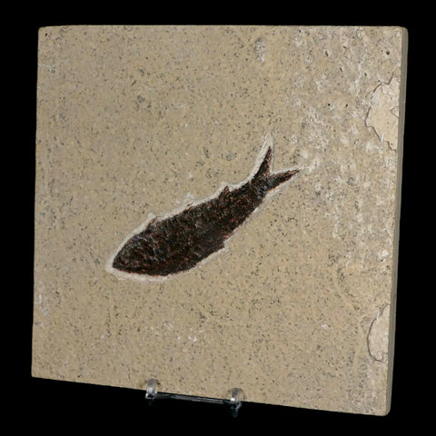 XL 3.9" Knightia Eocaena Fossil Fish Green River FM WY Eocene Age COA & Stand - Fossil Age Minerals