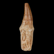 2.5" Mosasaur Prognathodon Fossil Tooth Rooted Cretaceous Dinosaur Era COA Stand