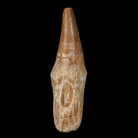 2.5" Mosasaur Prognathodon Fossil Tooth Rooted Cretaceous Dinosaur Era COA Stand