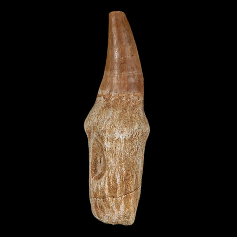 2.8" Mosasaur Prognathodon Fossil Tooth Rooted Cretaceous Dinosaur Era COA Stand