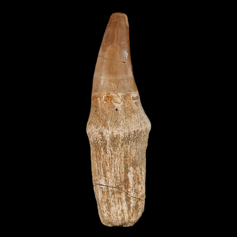 2.8" Mosasaur Prognathodon Fossil Tooth Rooted Cretaceous Dinosaur Era COA Stand