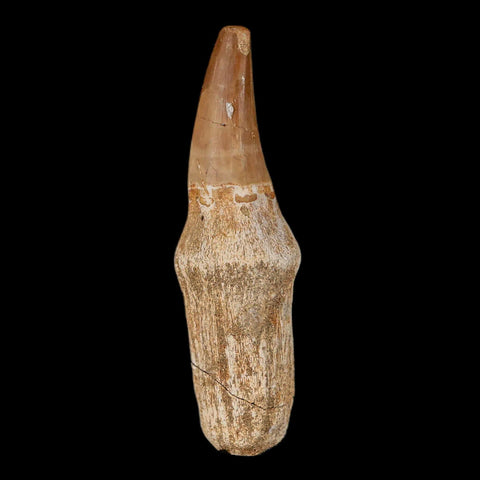 2.8" Mosasaur Prognathodon Fossil Tooth Rooted Cretaceous Dinosaur Era COA Stand