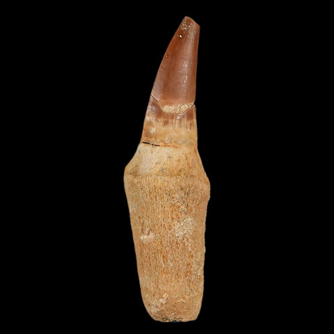 2.5" Mosasaur Prognathodon Fossil Tooth Rooted Cretaceous Dinosaur Era COA Stand