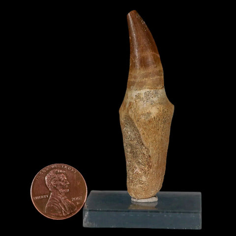 2.5" Mosasaur Prognathodon Fossil Tooth Rooted Cretaceous Dinosaur Era COA Stand