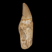 2.4" Halisaurus Mosasaur Fossil Tooth Rooted Cretaceous Dinosaur Era COA Stand