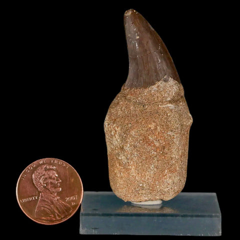 2.1" Mosasaur Prognathodon Fossil Tooth Rooted Cretaceous Dinosaur Era COA Stand - Fossil Age Minerals