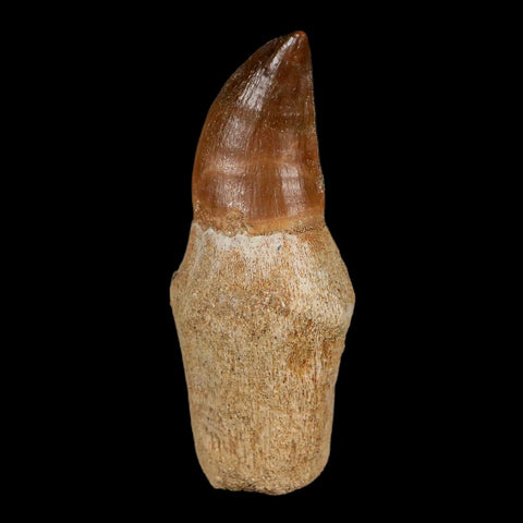 2.2" Mosasaur Prognathodon Fossil Tooth Rooted Cretaceous Dinosaur Era COA Stand