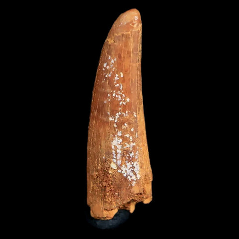 1.1" Pterosaur Coloborhynchus Fossil Tooth Upper Cretaceous Morocco COA & Display - Fossil Age Minerals