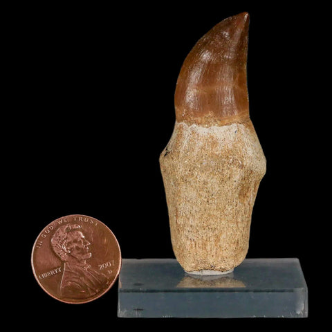 2.2" Mosasaur Prognathodon Fossil Tooth Rooted Cretaceous Dinosaur Era COA Stand