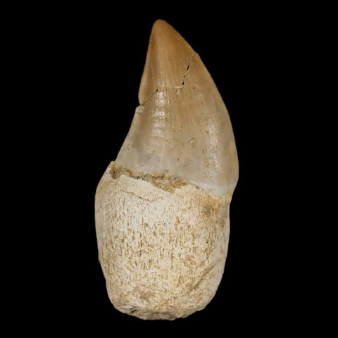 1.9" Mosasaur Prognathodon Fossil Tooth Rooted Cretaceous Dinosaur Era COA Stand