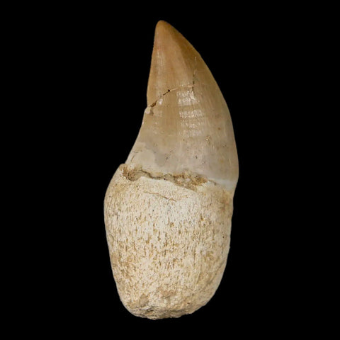 1.9" Mosasaur Prognathodon Fossil Tooth Rooted Cretaceous Dinosaur Era COA Stand