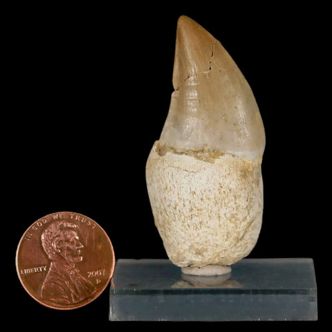 1.9" Mosasaur Prognathodon Fossil Tooth Rooted Cretaceous Dinosaur Era COA Stand