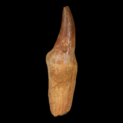 2.8" Mosasaur Prognathodon Fossil Tooth Rooted Cretaceous Dinosaur Era COA Stand - Fossil Age Minerals