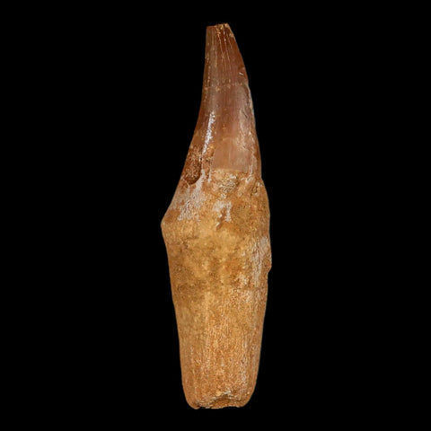 2.8" Mosasaur Prognathodon Fossil Tooth Rooted Cretaceous Dinosaur Era COA Stand - Fossil Age Minerals