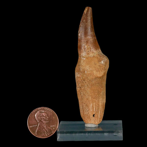 2.8" Mosasaur Prognathodon Fossil Tooth Rooted Cretaceous Dinosaur Era COA Stand - Fossil Age Minerals