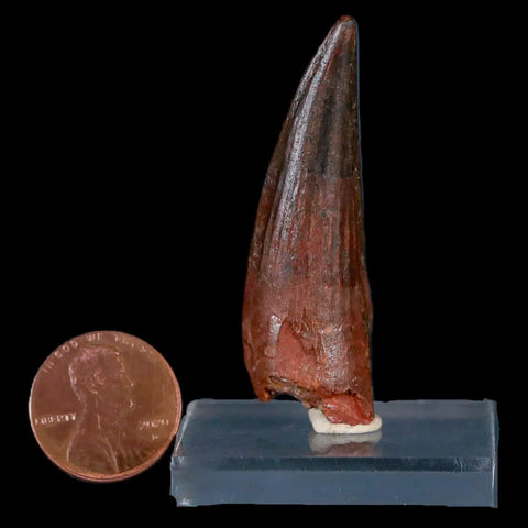 2" Spinosaurus Fossil Tooth 100 Mil Yrs Old Cretaceous Dinosaur COA & Stand - Fossil Age Minerals