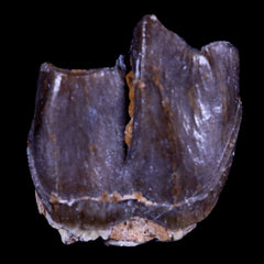 Hyracodon Nebrascensis Collection