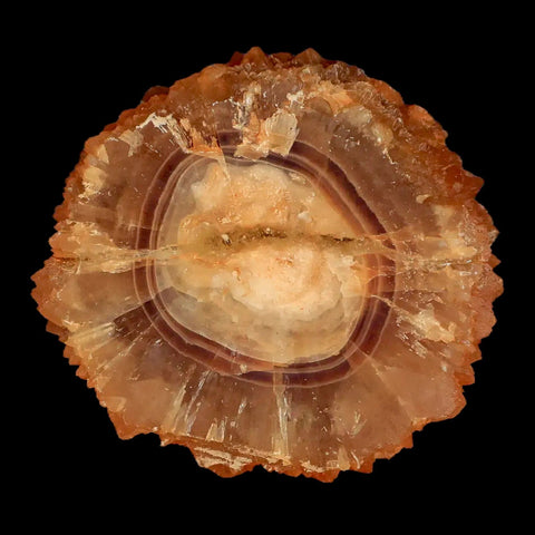 2.5" Natural Cut Rough Cave Honey Calcite Crystal Mineral Specimen Morocco - Fossil Age Minerals