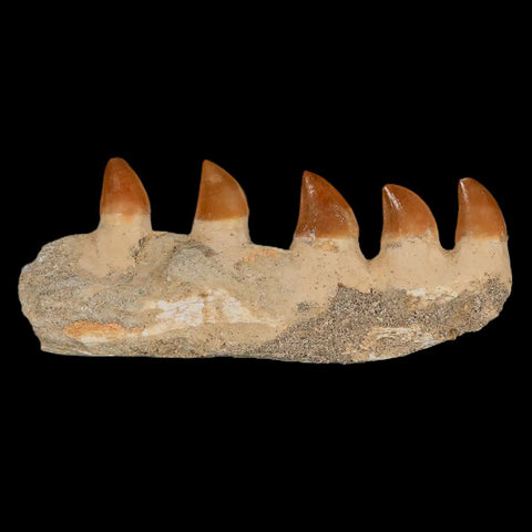 4.6" Mosasaur Prognathodon Fossil Jaw Section Teeth Cretaceous Dinosaur Era COA - Fossil Age Minerals