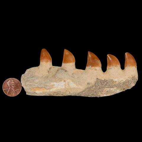 4.6" Mosasaur Prognathodon Fossil Jaw Section Teeth Cretaceous Dinosaur Era COA - Fossil Age Minerals