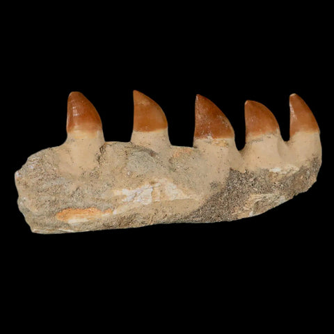 4.6" Mosasaur Prognathodon Fossil Jaw Section Teeth Cretaceous Dinosaur Era COA - Fossil Age Minerals