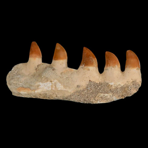 4.6" Mosasaur Prognathodon Fossil Jaw Section Teeth Cretaceous Dinosaur Era COA - Fossil Age Minerals