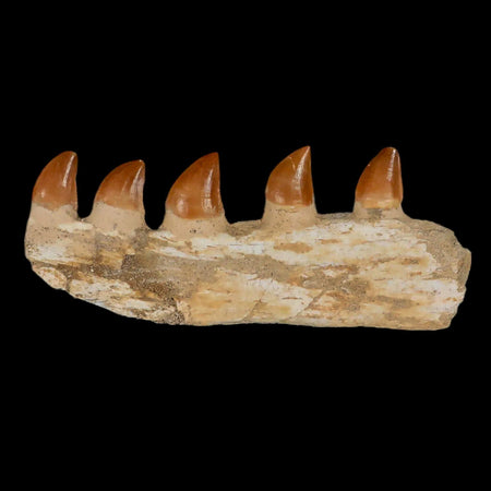 4.6" Mosasaur Prognathodon Fossil Jaw Section Teeth Cretaceous Dinosaur Era COA