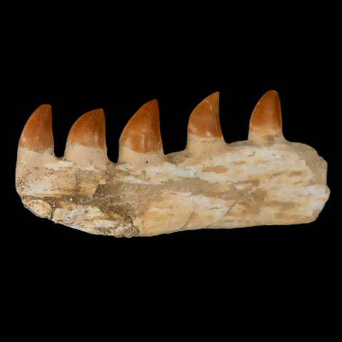 4.6" Mosasaur Prognathodon Fossil Jaw Section Teeth Cretaceous Dinosaur Era COA - Fossil Age Minerals