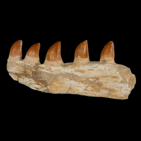 4.6" Mosasaur Prognathodon Fossil Jaw Section Teeth Cretaceous Dinosaur Era COA - Fossil Age Minerals