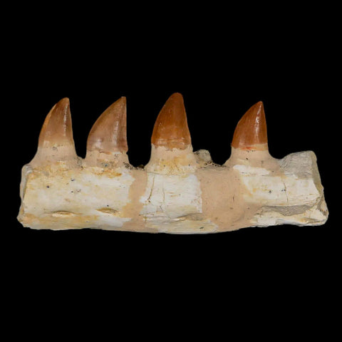 4.2" Mosasaur Prognathodon Fossil Jaw Section Teeth Cretaceous Dinosaur Era COA - Fossil Age Minerals