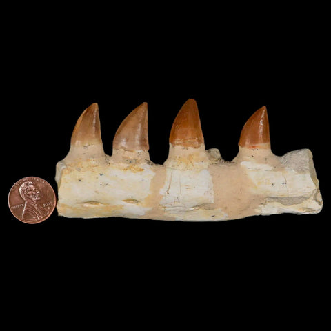 4.2" Mosasaur Prognathodon Fossil Jaw Section Teeth Cretaceous Dinosaur Era COA - Fossil Age Minerals