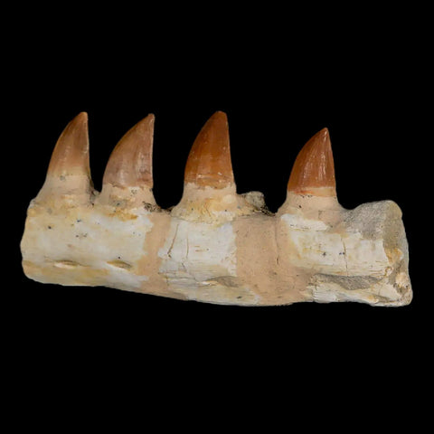 4.2" Mosasaur Prognathodon Fossil Jaw Section Teeth Cretaceous Dinosaur Era COA - Fossil Age Minerals