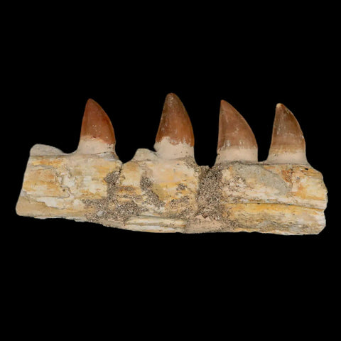 4.2" Mosasaur Prognathodon Fossil Jaw Section Teeth Cretaceous Dinosaur Era COA - Fossil Age Minerals