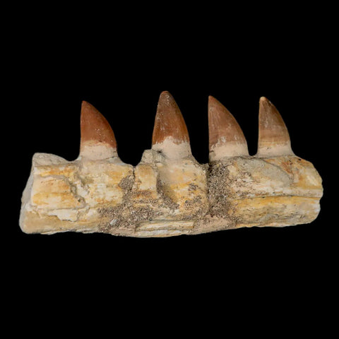 4.2" Mosasaur Prognathodon Fossil Jaw Section Teeth Cretaceous Dinosaur Era COA - Fossil Age Minerals