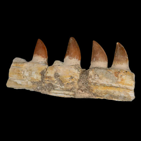 4.2" Mosasaur Prognathodon Fossil Jaw Section Teeth Cretaceous Dinosaur Era COA - Fossil Age Minerals