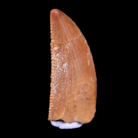 0.6" Abelisaur Serrated Tooth Fossil Cretaceous Age Dinosaur Morocco COA, Display - Fossil Age Minerals